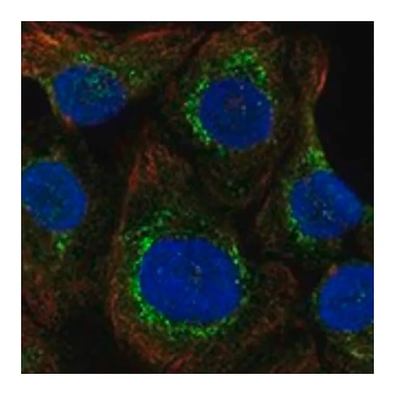 Merck Anti-SELENOO antibody produced in rabbit