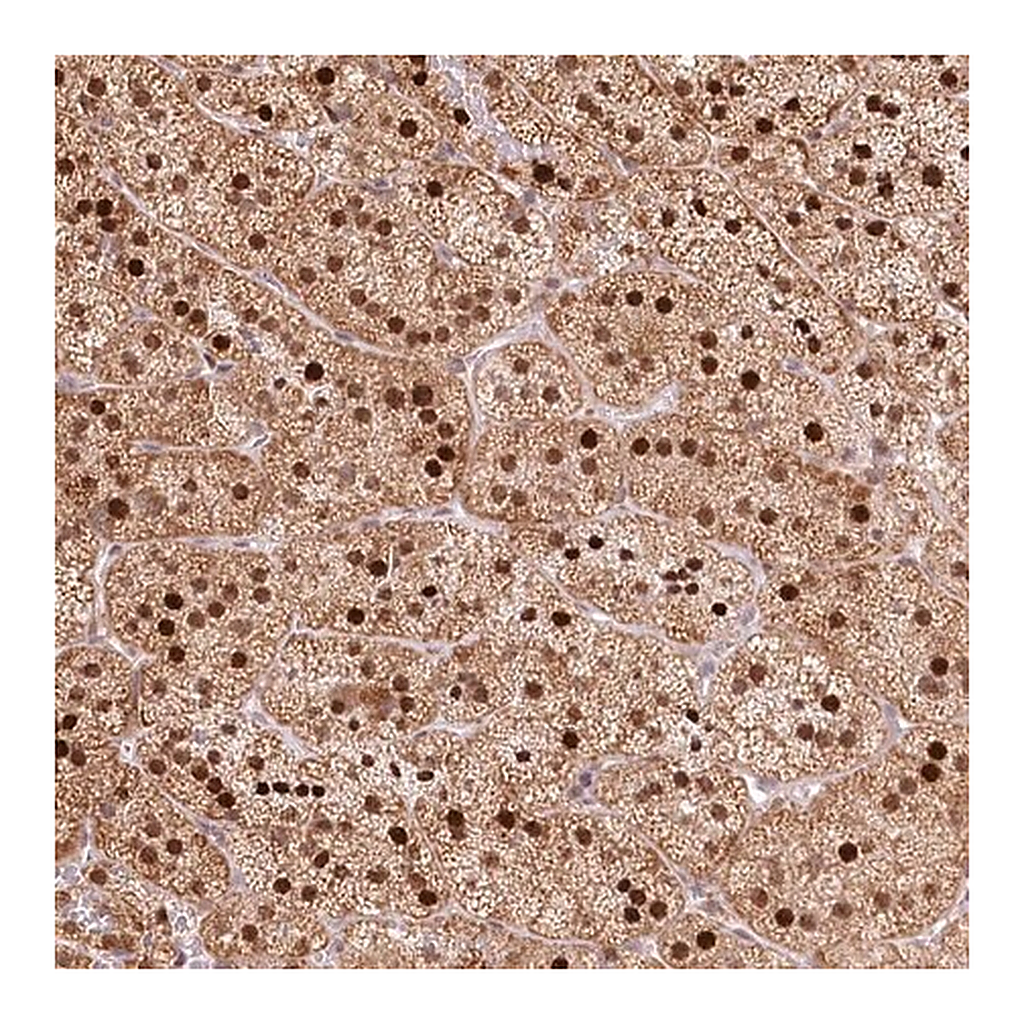 Merck Anti-PYURF antibody produced in rabbit