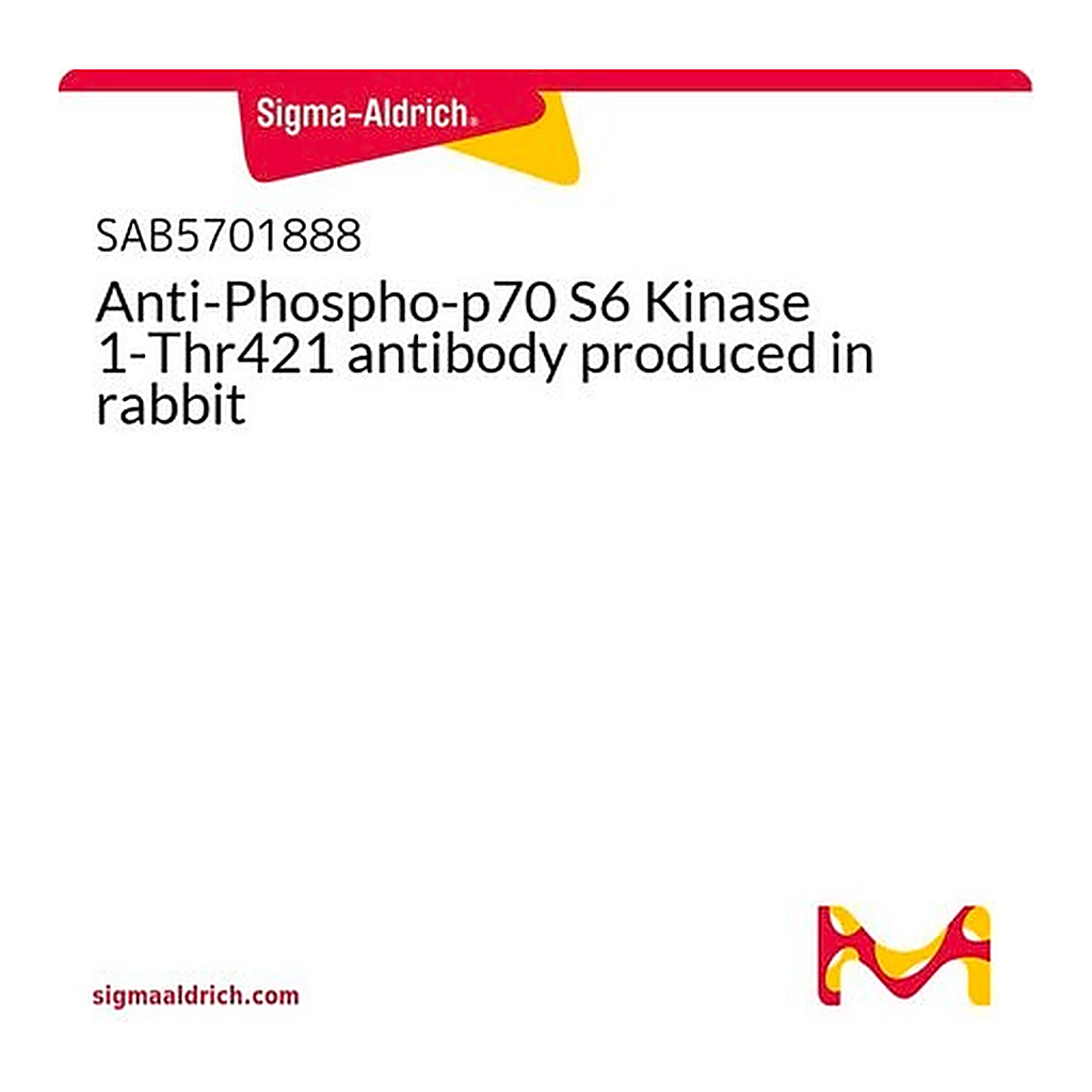 Merck Anti-Phospho-p70 S6 Kinase 1-Thr421 antibody produced in rabbit