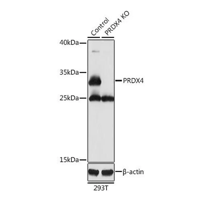 Merck Anti-PRDX4 antibody produced in rabbit