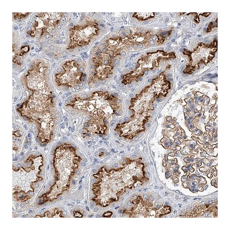 Merck Anti-MINDY4 antibody produced in rabbit