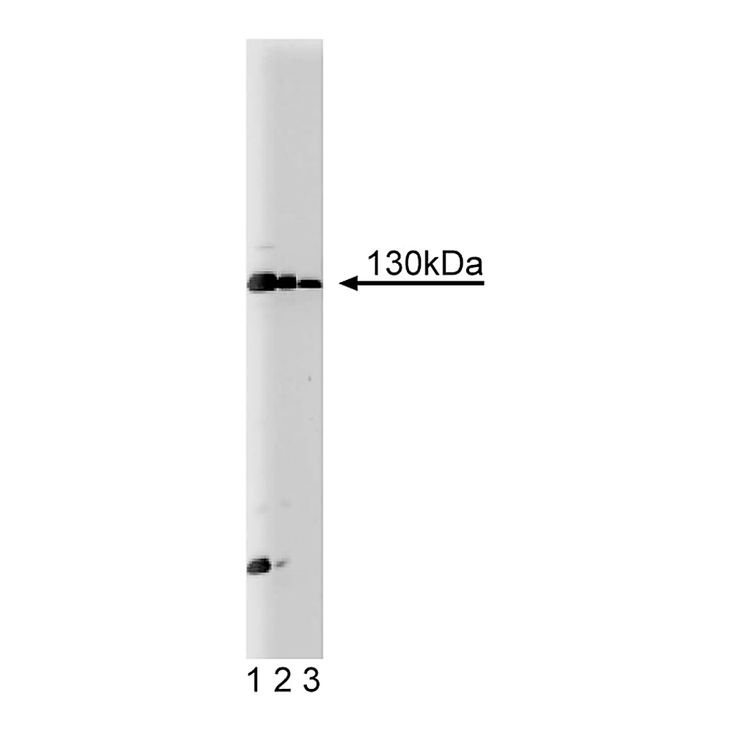 BD Purified Mouse Anti-JAK1