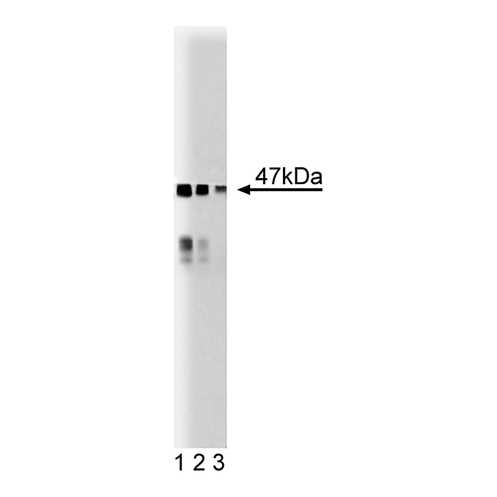BD Purified Mouse Anti-BAF47