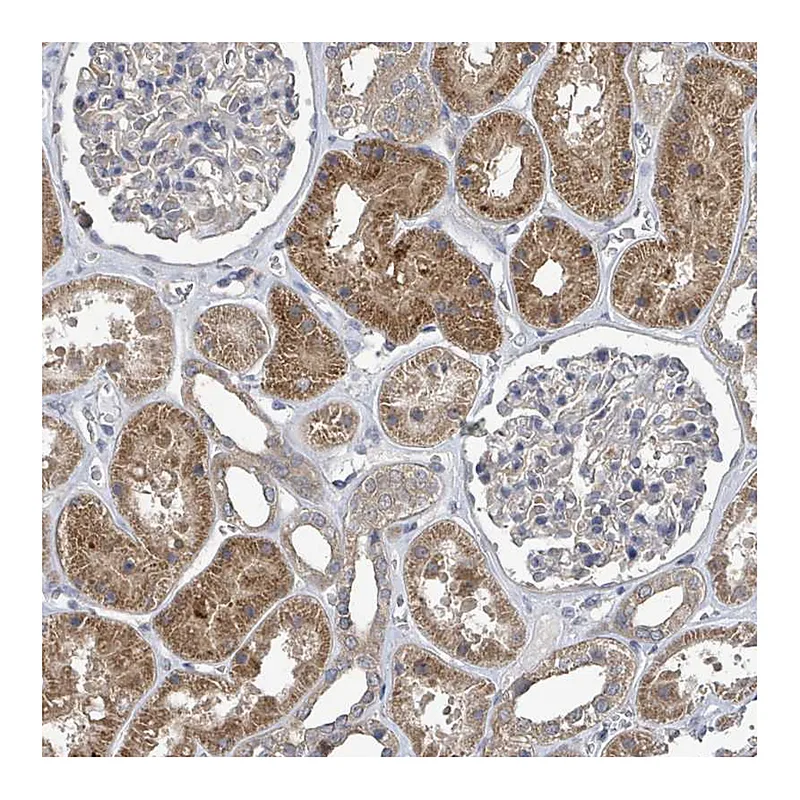 Atlas Antibodies Anti-SLC9A7 Antibody