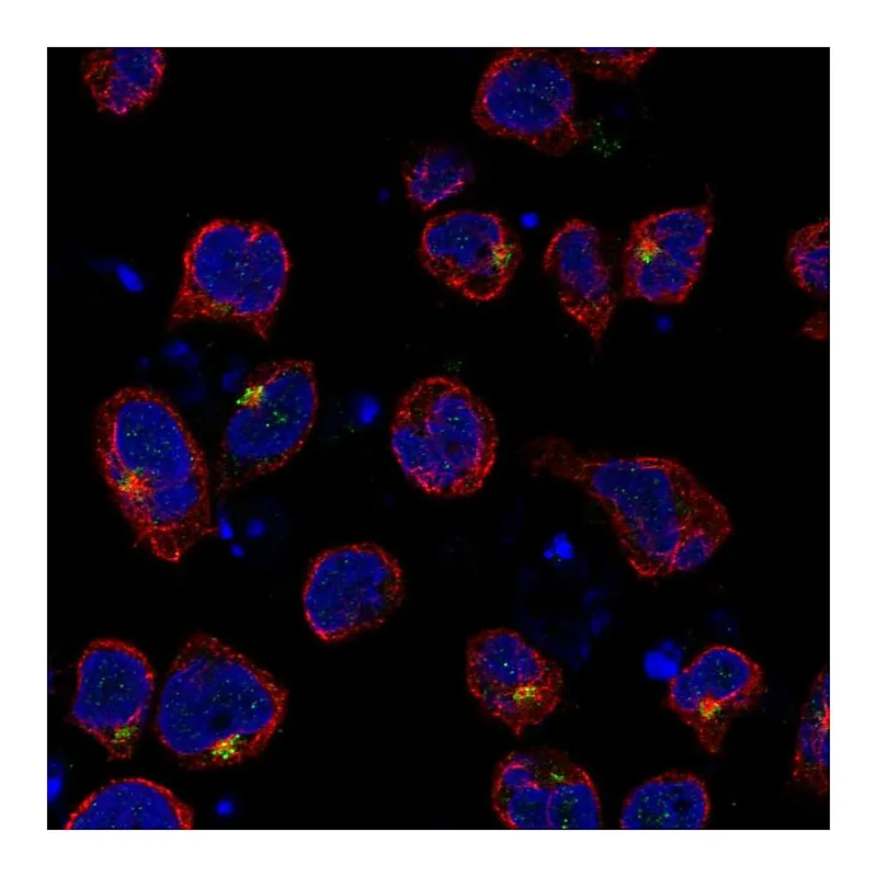 Atlas Antibodies Anti-SLC9B1 Antibody