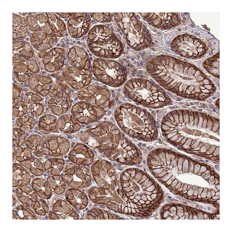 Atlas Antibodies Anti-SLC9B2 Antibody