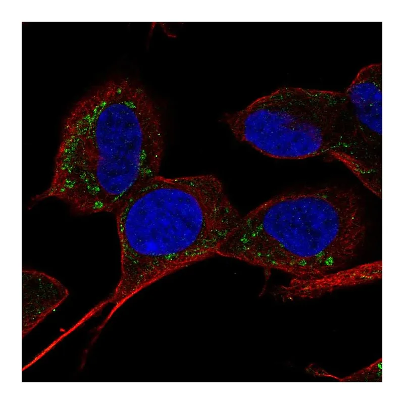 Atlas Antibodies Anti-SLC9B1 Antibody