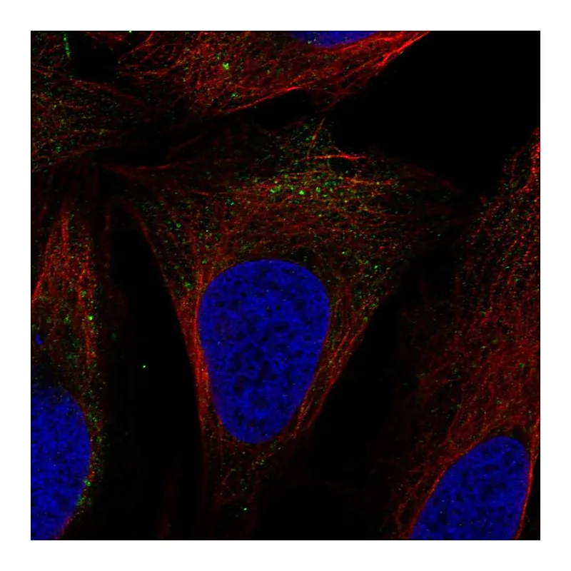 Atlas Antibodies Anti-SLC9A7 Antibody