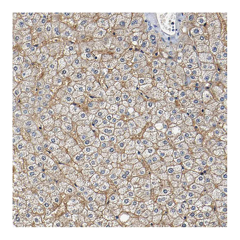 Atlas Antibodies Anti-SLCO2B1 Antibody