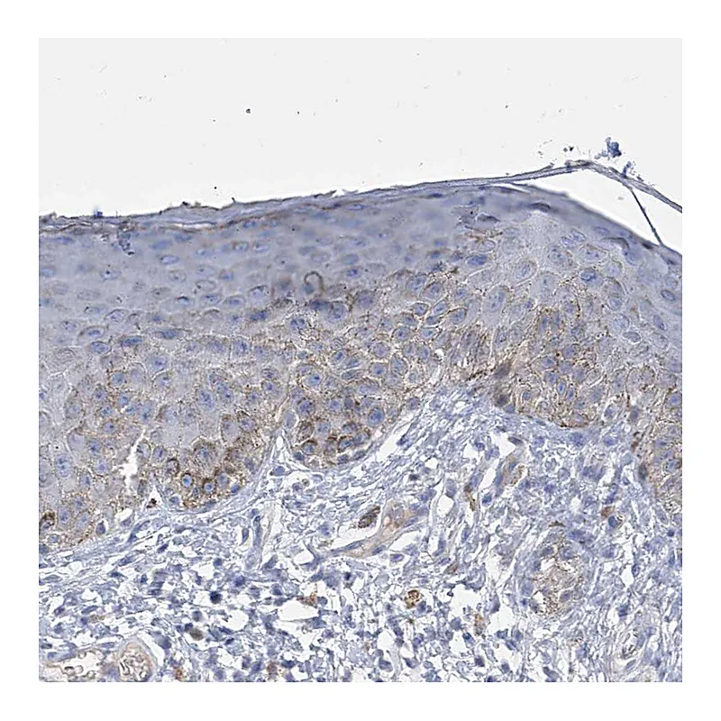 Atlas Antibodies Anti-SLCO4A1 Antibody
