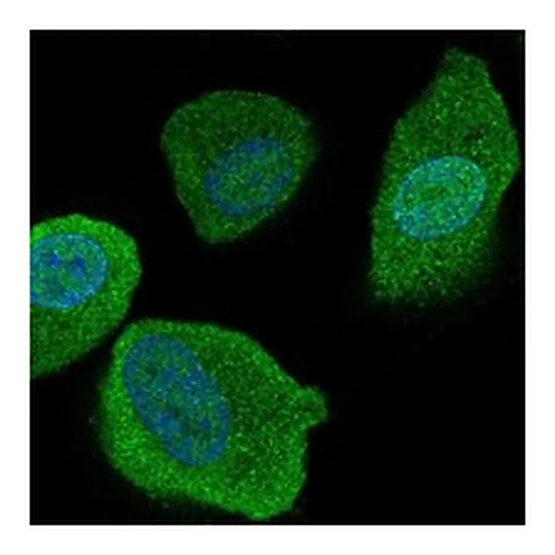 Atlas Antibodies Anti-SLCO4C1 Antibody