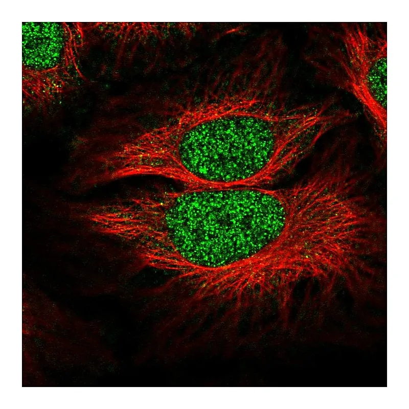 Atlas Antibodies Anti-SLF1 Antibody