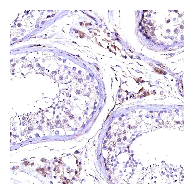 Atlas Antibodies Anti-SLF1 Antibody