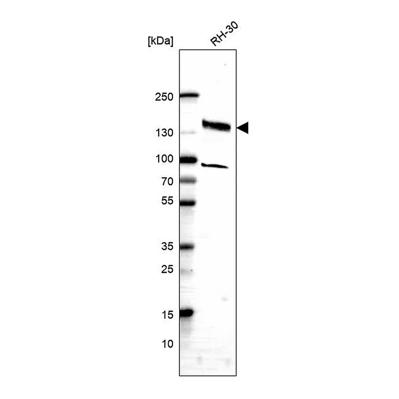 Atlas Antibodies Anti-SLF2 Antibody