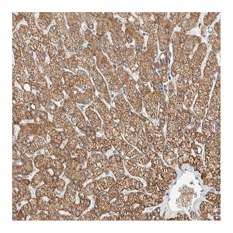 Atlas Antibodies Anti-SLFN12L Antibody