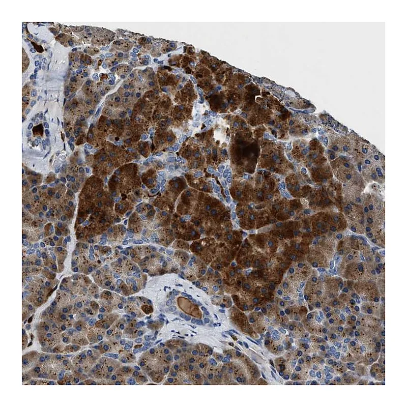Atlas Antibodies Anti-SLIT2 Antibody