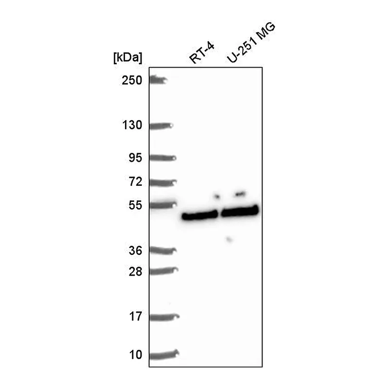 Atlas Antibodies Anti-SLFNL1 Antibody