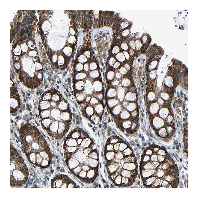 Atlas Antibodies Anti-SLIRP Antibody