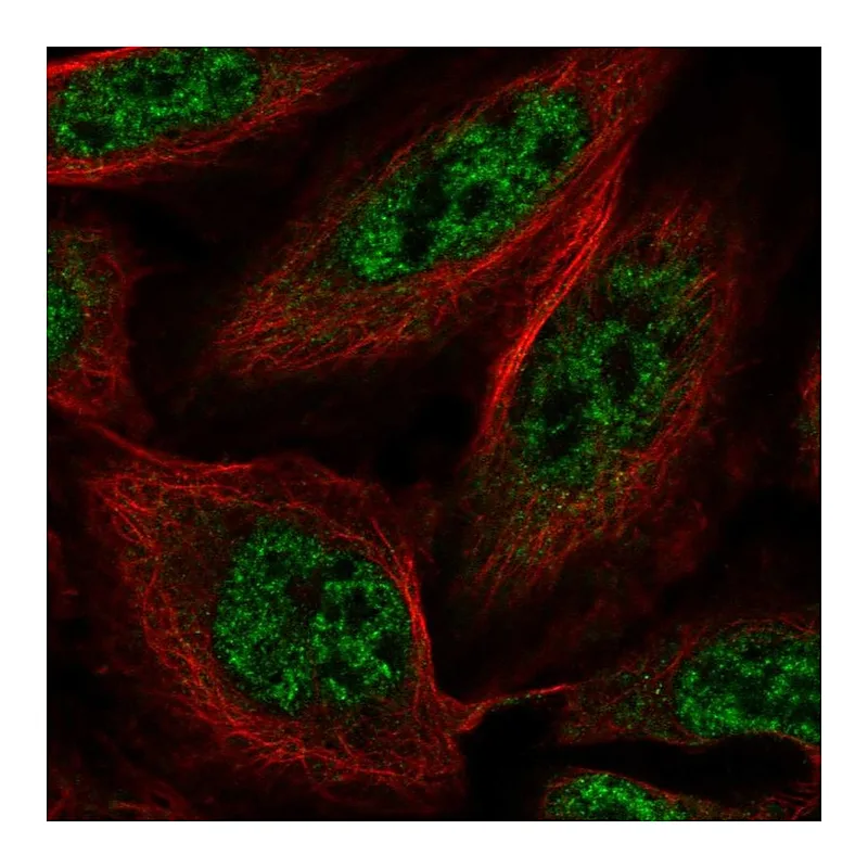 Atlas Antibodies Anti-SLU7 Antibody