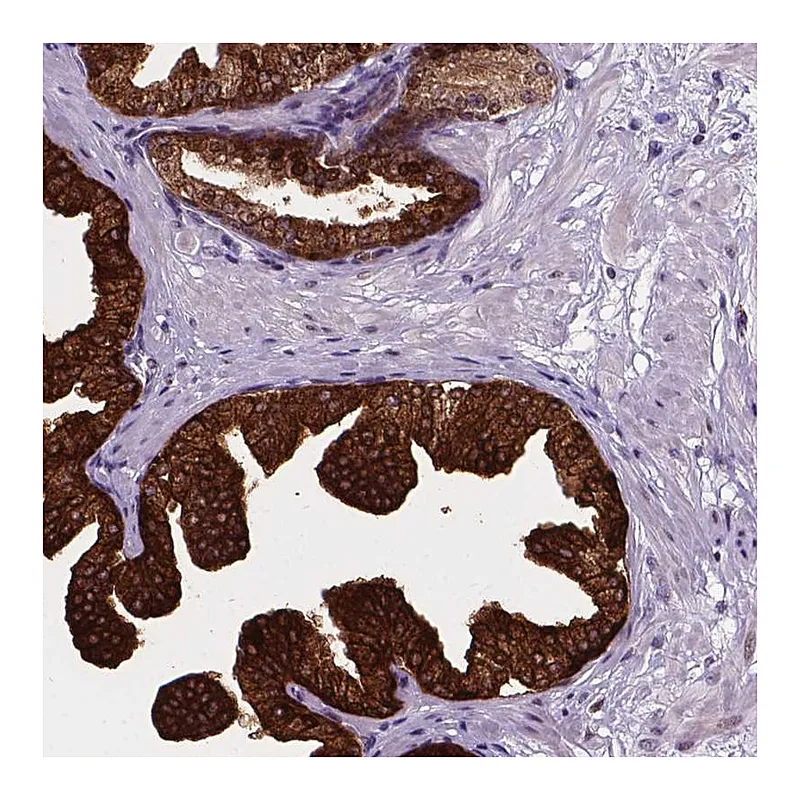 Atlas Antibodies Anti-SMAD3 Antibody