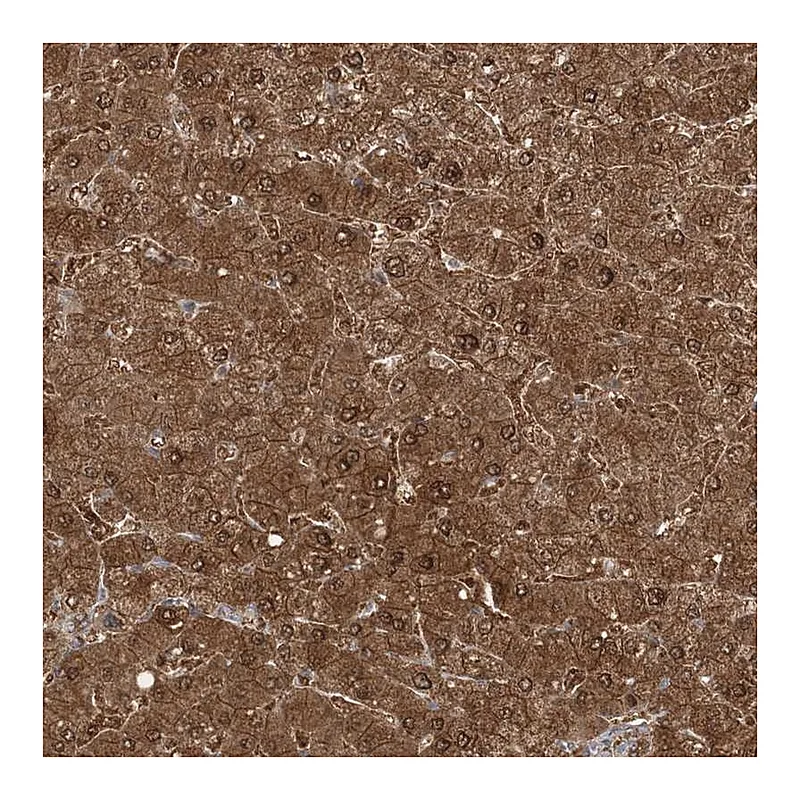 Atlas Antibodies Anti-SLU7 Antibody