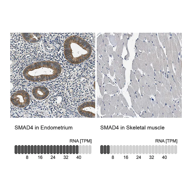 Atlas Antibodies Anti-SMAD4 Antibody