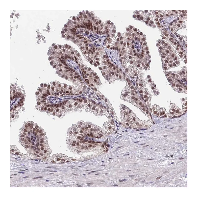 Atlas Antibodies Anti-SMAD9 Antibody