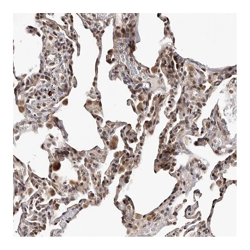 Atlas Antibodies Anti-SMAD7 Antibody