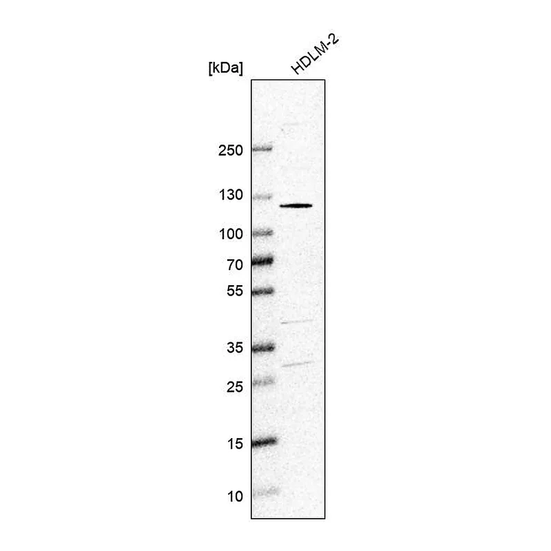 Atlas Antibodies Anti-SMARCAL1 Antibody