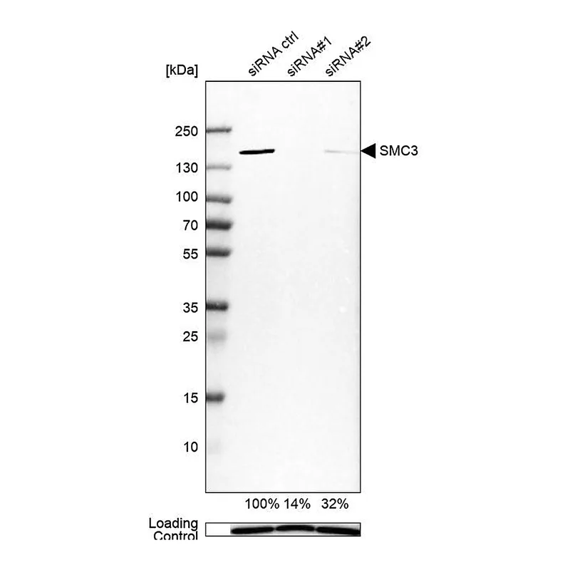 Atlas Antibodies Anti-SMC3 Antibody