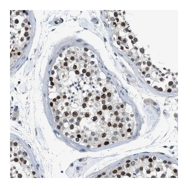 Atlas Antibodies Anti-SMCO2 Antibody