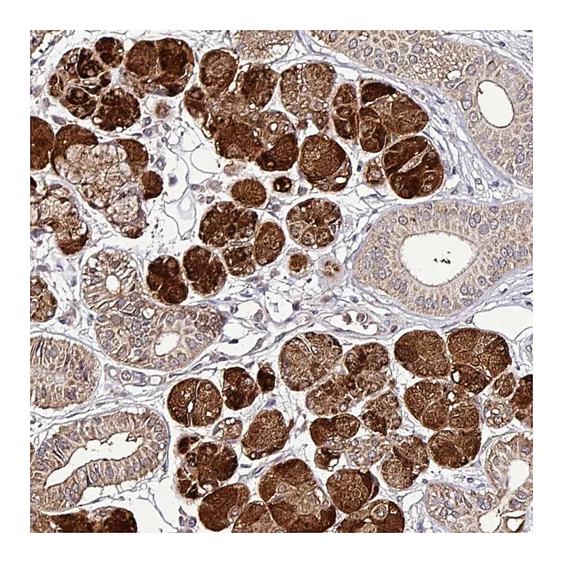 Atlas Antibodies Anti-SMCO4 Antibody