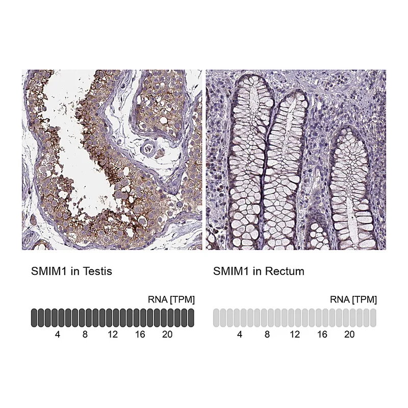 Atlas Antibodies Anti-SMIM1 Antibody