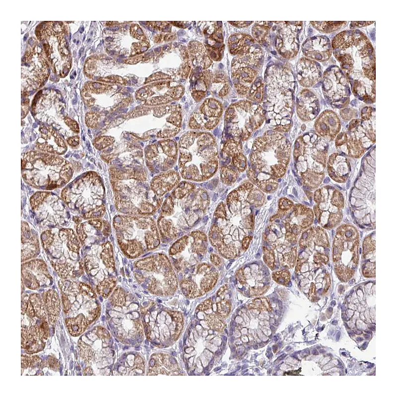 Atlas Antibodies Anti-SMIM11A Antibody