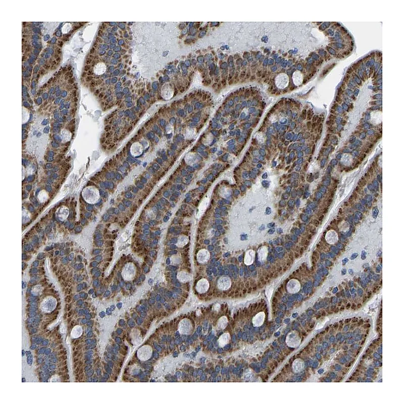 Atlas Antibodies Anti-SMIM20 Antibody