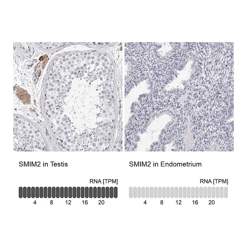 Atlas Antibodies Anti-SMIM2 Antibody