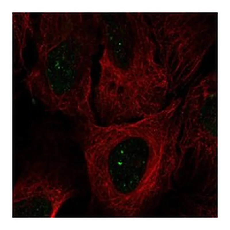 Atlas Antibodies Anti-SMIM2 Antibody