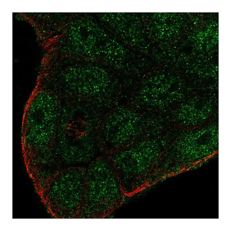 Atlas Antibodies Anti-SMIM22 Antibody
