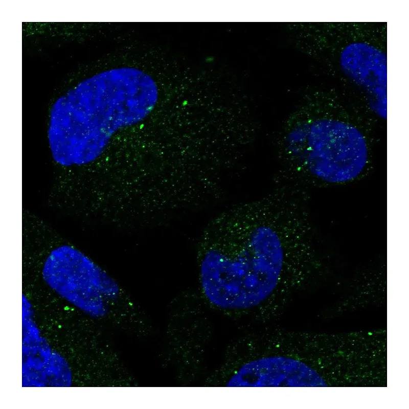 Atlas Antibodies Anti-SMIM3 Antibody