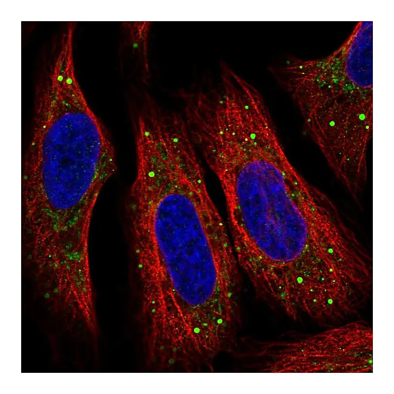 Atlas Antibodies Anti-SMIM5 Antibody