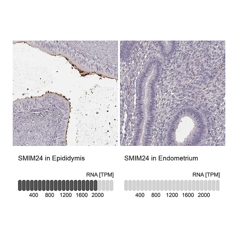 Atlas Antibodies Anti-SMIM24 Antibody