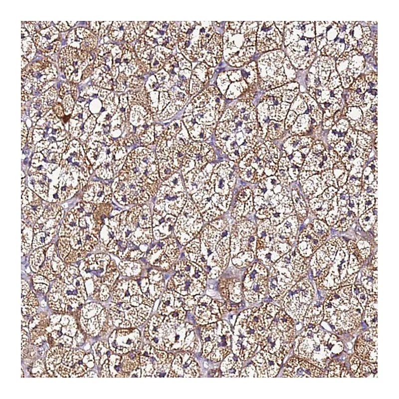 Atlas Antibodies Anti-SMIM4 Antibody