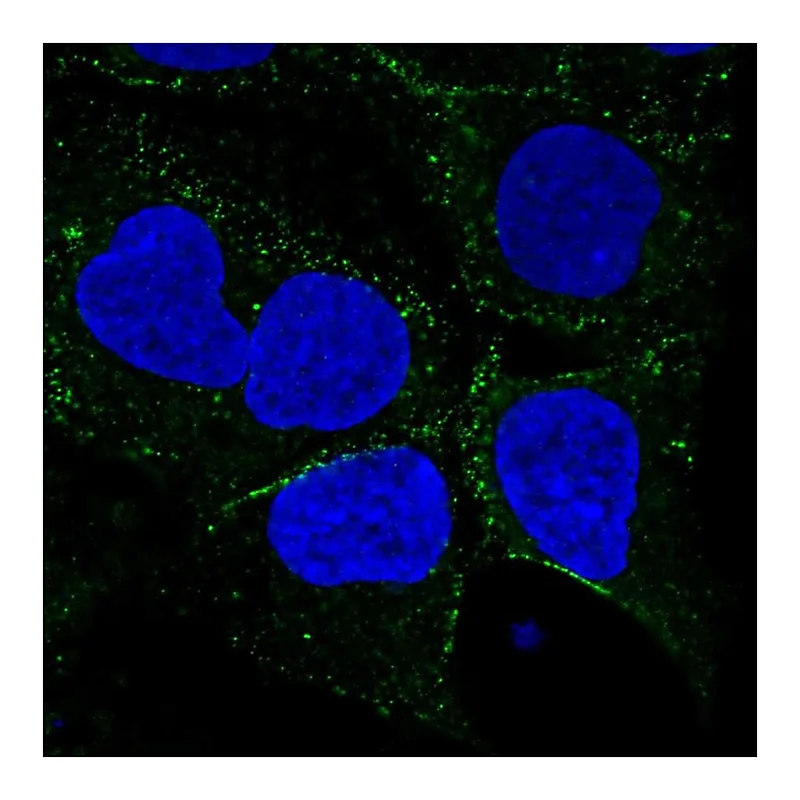 Atlas Antibodies Anti-SMIM8 Antibody