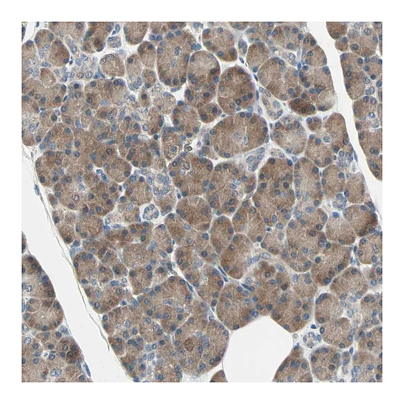 Atlas Antibodies Anti-SMIM8 Antibody