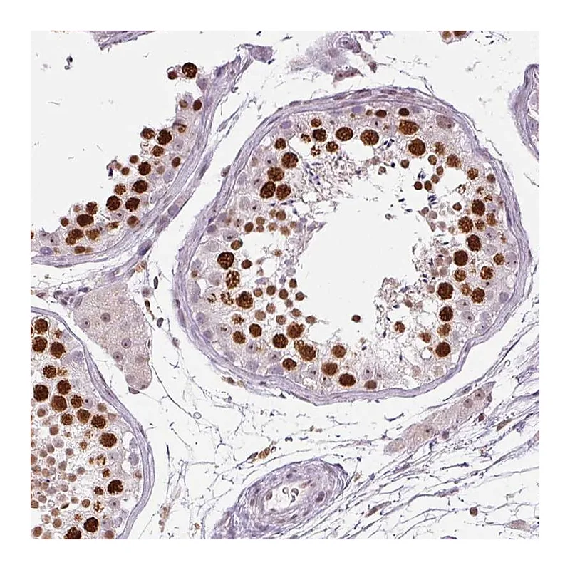 Atlas Antibodies Anti-SMIM6 Antibody