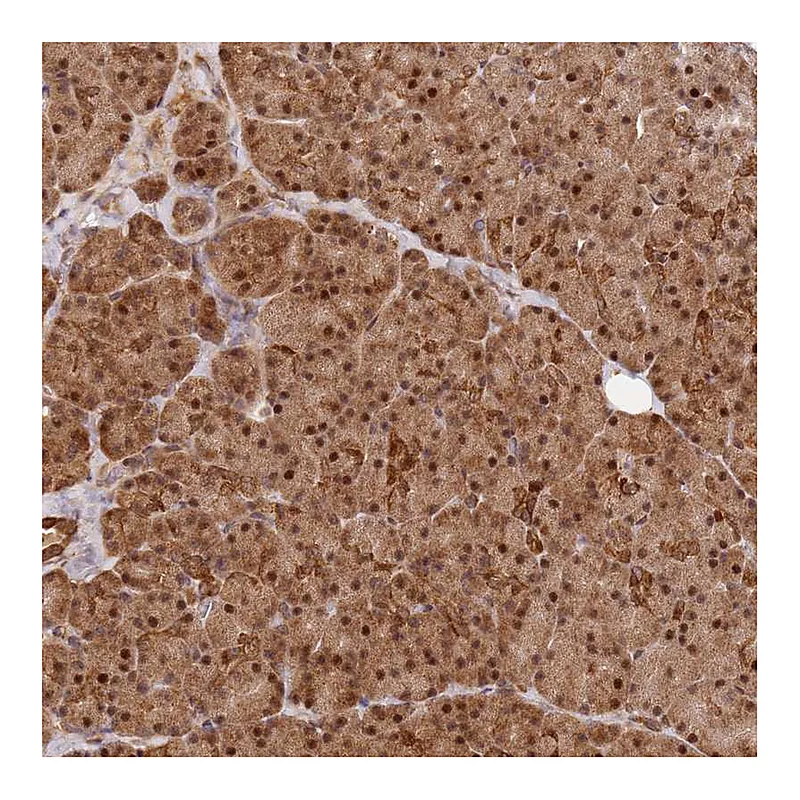 Atlas Antibodies Anti-SMOX Antibody