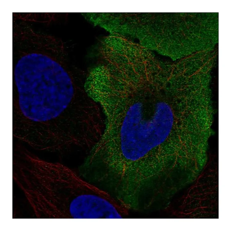 Atlas Antibodies Anti-SMPX Antibody