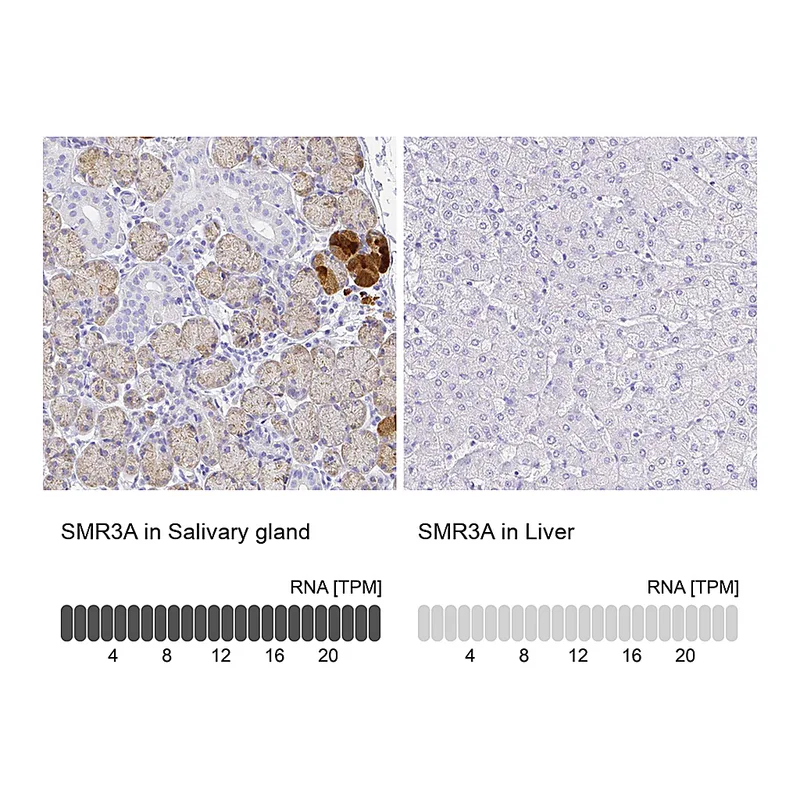 Atlas Antibodies Anti-SMR3A Antibody