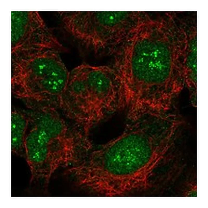 Atlas Antibodies Anti-SMUG1 Antibody