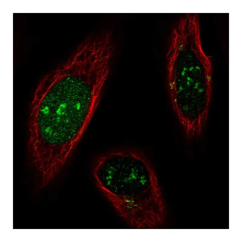 Atlas Antibodies Anti-SNAPC1 Antibody